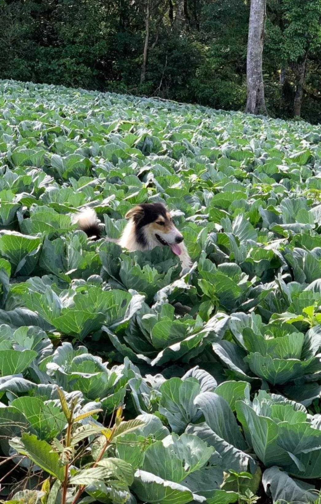 芬卡奈比那德尔博斯克山林小屋 Estelí 外观 照片